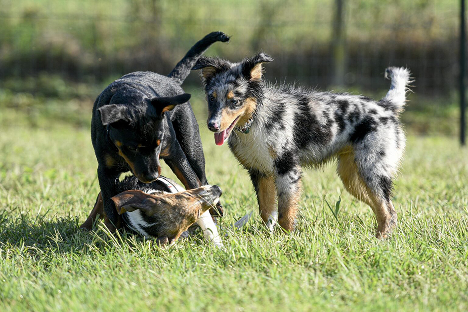 alfdogtraining